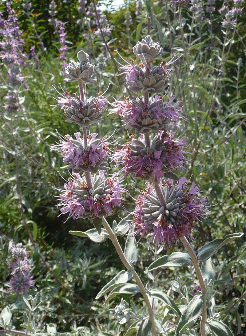 Purple Sage Loves Hot Sun