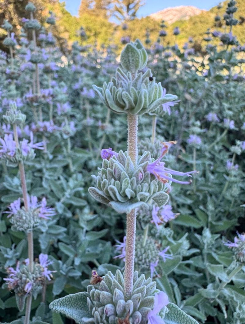 Purple Sage