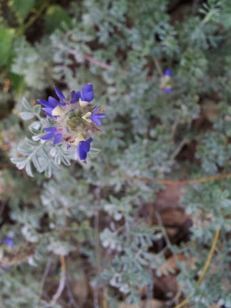 Purple Trailing Dalea Cascades Over Container Edges