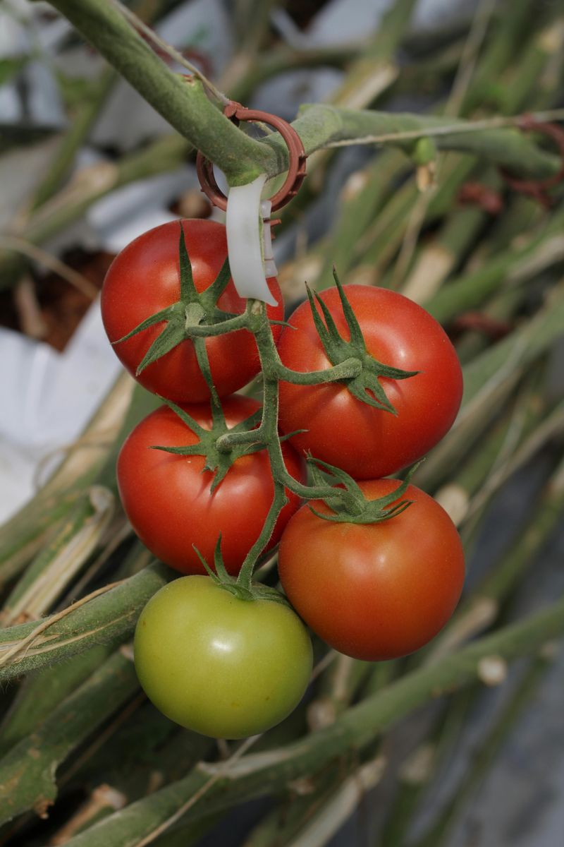 Pushing Rapid Fruit Development With Nitrogen Pushing Rapid Fruit Development With Nitrogen