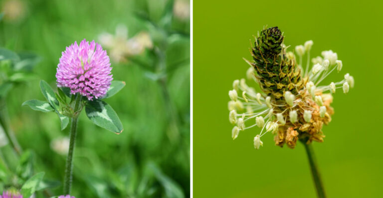 Put Down The Mower For 30 Days, And Here’s What Takes Over Your New York Lawn