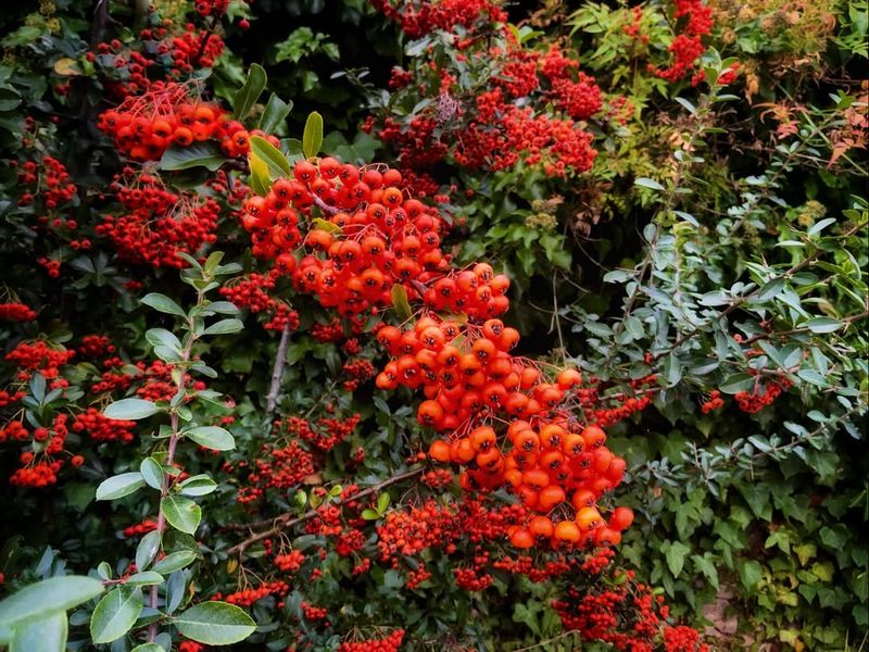 Pyracantha (Pyracantha Coccinea) Pyracantha (Pyracantha Coccinea)