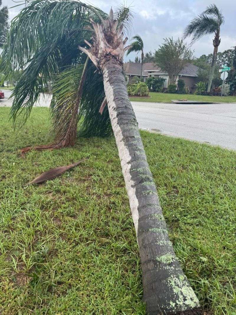 Queen Palm Can Blow Over Near Homes And Driveways Queen Palm Can Blow Over Near Homes And Driveways