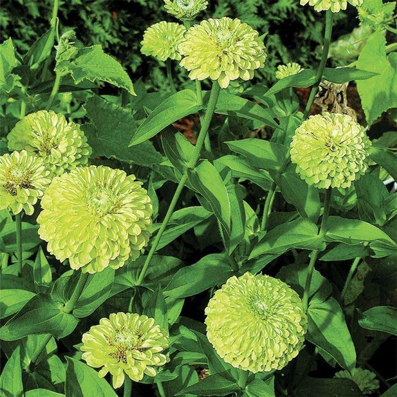 Queen Series Zinnias Bring Trendy Antique Shades Queen Series Zinnias Bring Trendy Antique Shades