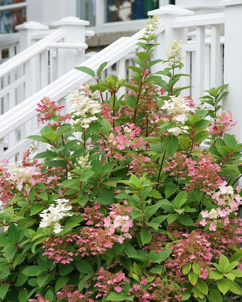 Quick Fire Hydrangea Blooms Early Enough For Michigan's Shorter Season