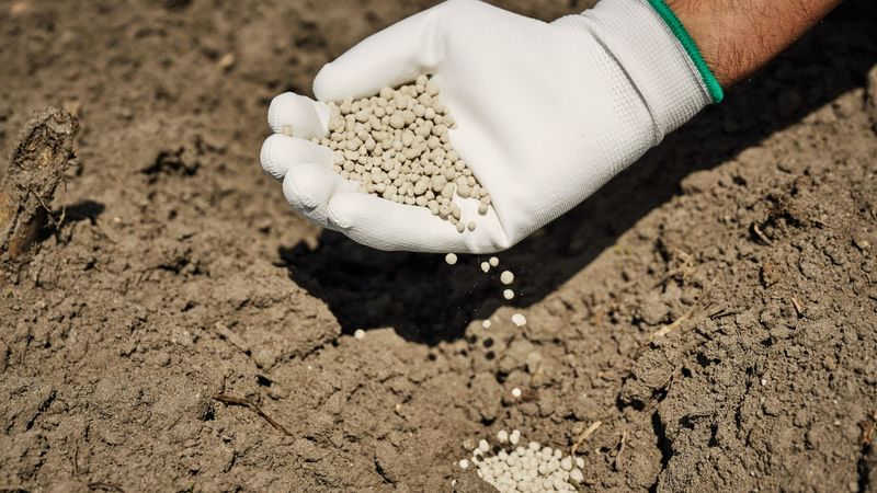 Quick Release Fertilizer Can Vanish Before Plants Use It