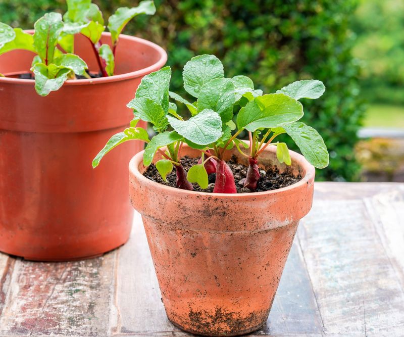 Radish