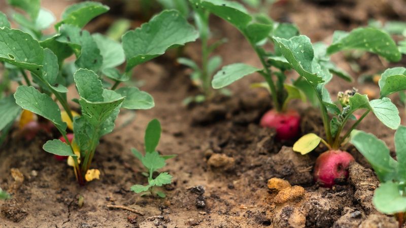 Radish
