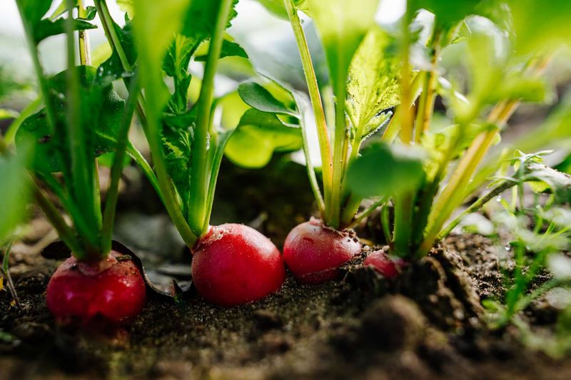 Radish