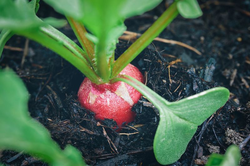 Radishes