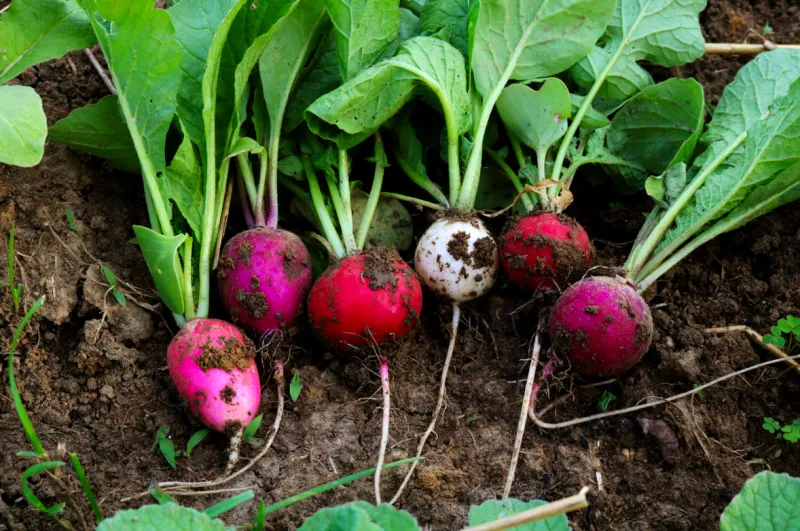 Radishes Are Ready In A Hurry