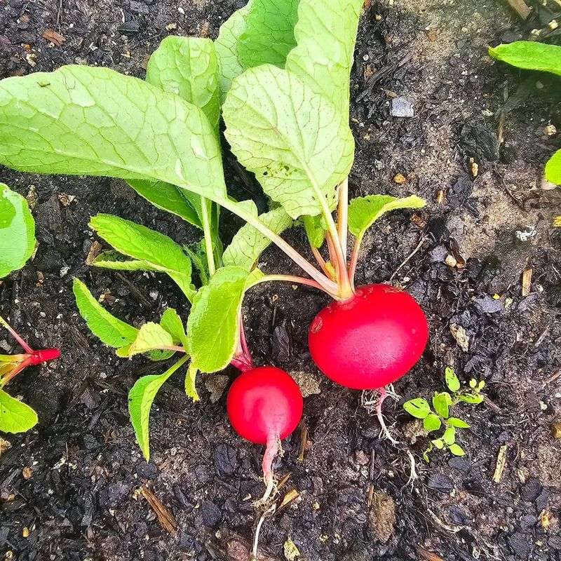 Radishes Can Help Loosen Soil Around Young Cucumber Roots
