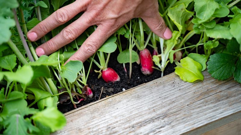 Radishes Get Sharper In Warm Soil