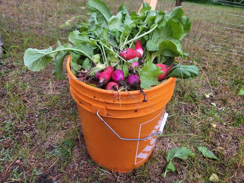 Radishes Grow Fast In Lightweight Potting Soil Radishes Grow Fast In Lightweight Potting Soil