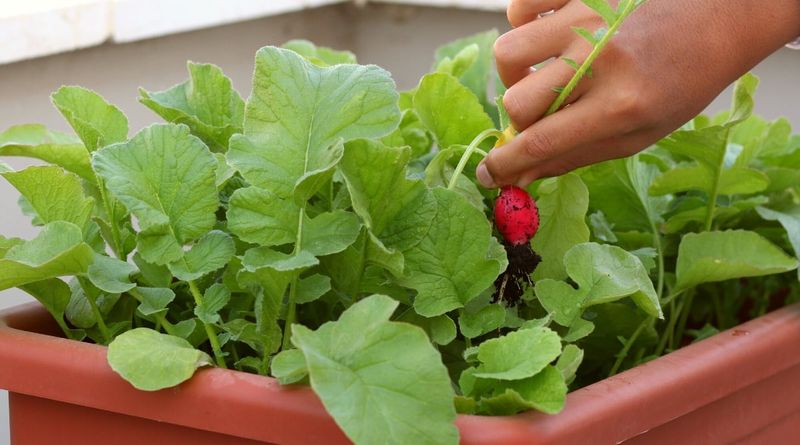 Radishes Grow Fast In Small Containers