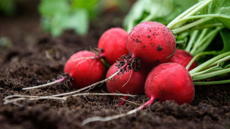 Radishes Race To Harvest First