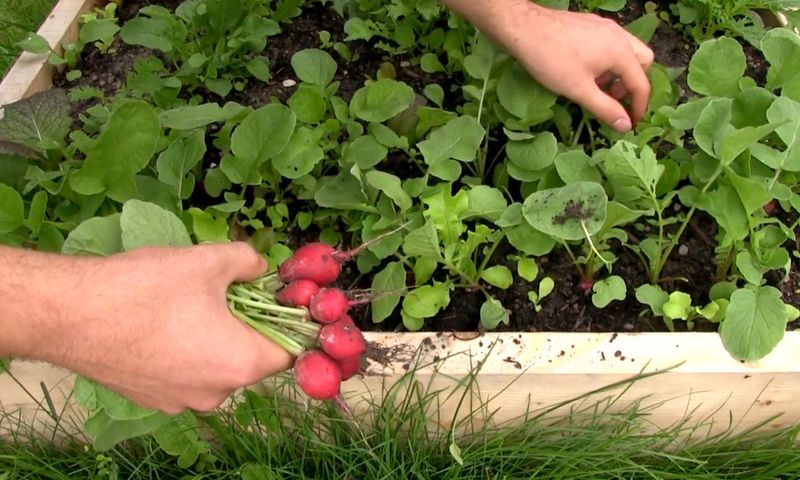 Radishes (Raphanus sativus)