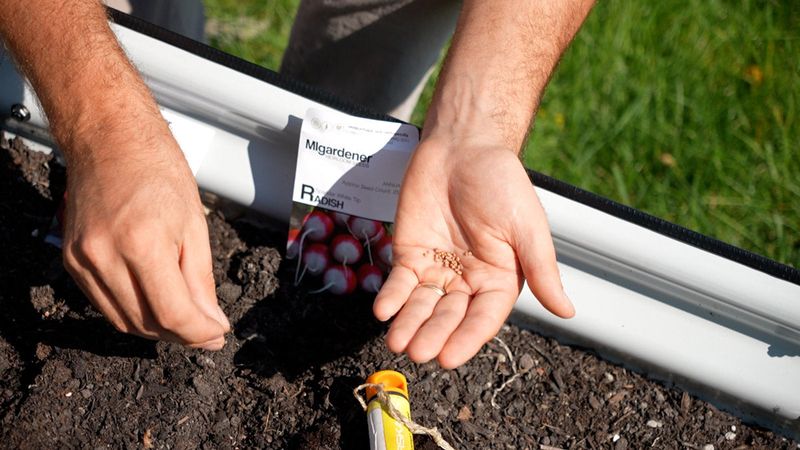 Radishes Reward Early May Sowing