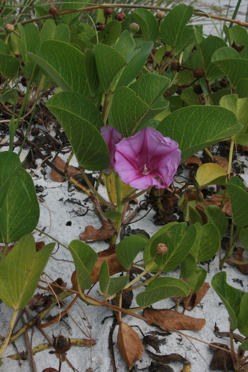 Railroad Vine Covers Roomy Coastal Areas