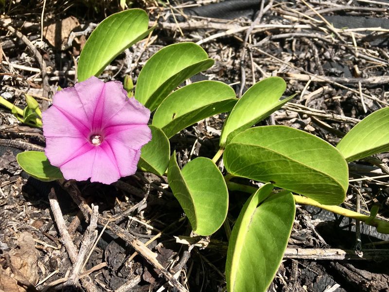 Railroad Vine Took Over The Toughest Coastal Corner Railroad Vine Took Over The Toughest Coastal Corner