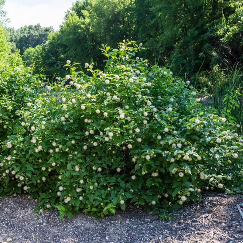 Rain Gardens And Low Spots Are Where Buttonbush Truly Shines