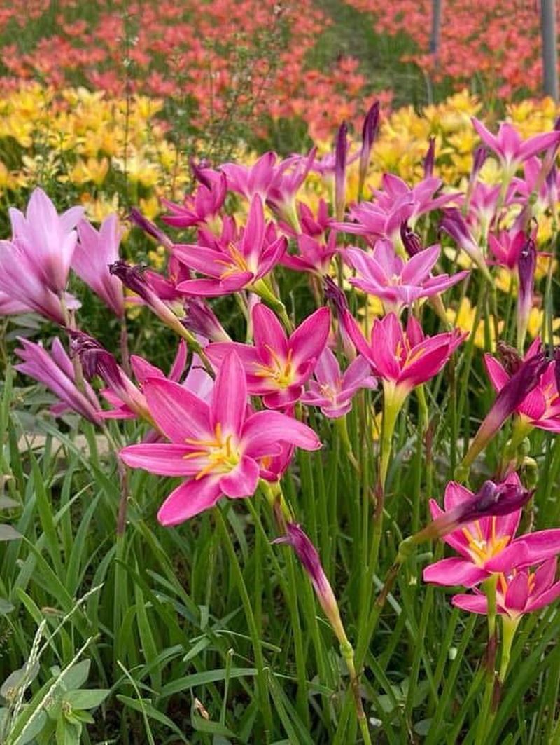 Rain Lilies Rain Lilies