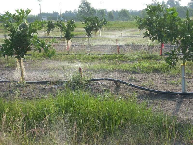 Rainfall Should Guide Your Irrigation Routine