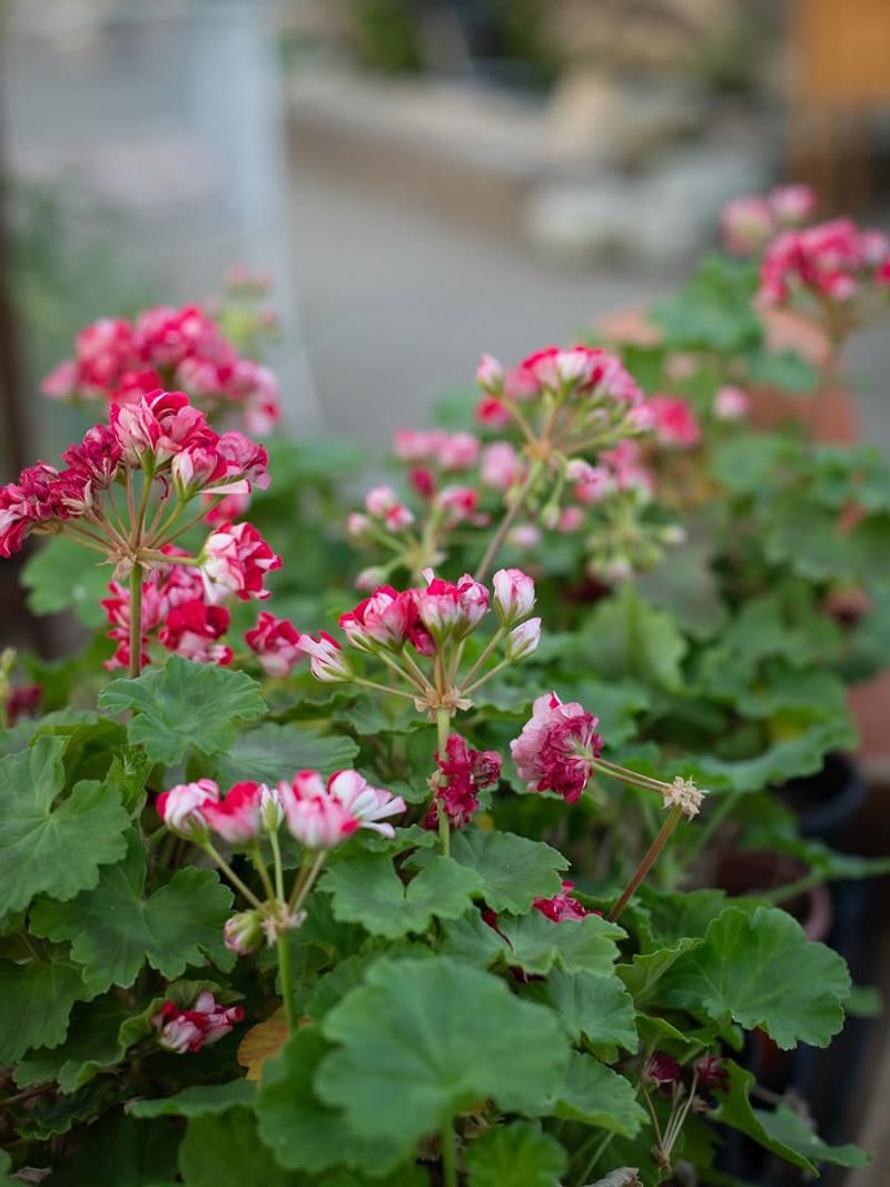 Rainy Michigan Springs Can Cause Trouble For Geraniums