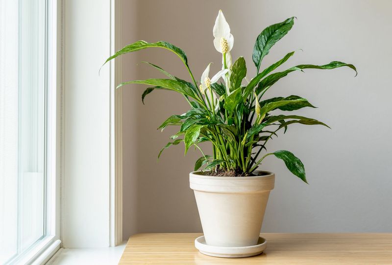 Raise Indoor Humidity To Support Recovery