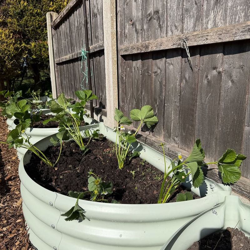 Raised Beds Improve Drainage Around Strawberry Plants