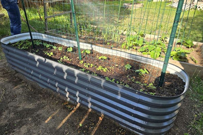 Raised Beds With Compost Rich Soil Help Cucumbers Thrive