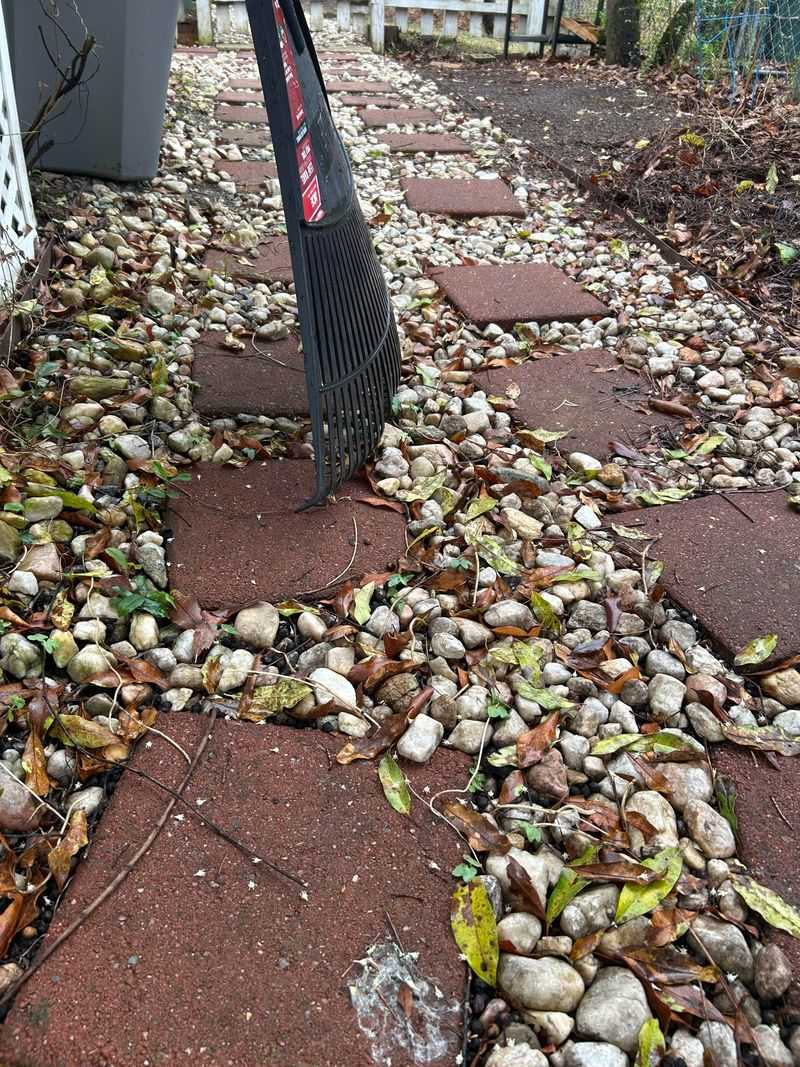 Raking Gravel Breaks Up Tiny Seedlings Raking Gravel Breaks Up Tiny Seedlings
