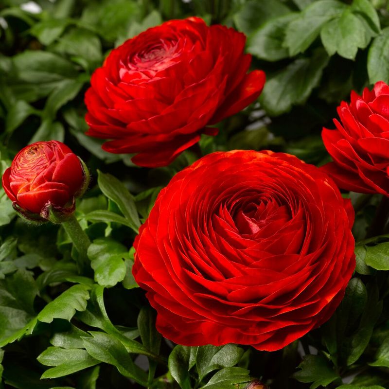 Ranunculus (Ranunculus asiaticus) Is Too Fussy For Many Spring Beds Ranunculus (Ranunculus asiaticus) Is Too Fussy For Many Spring Beds