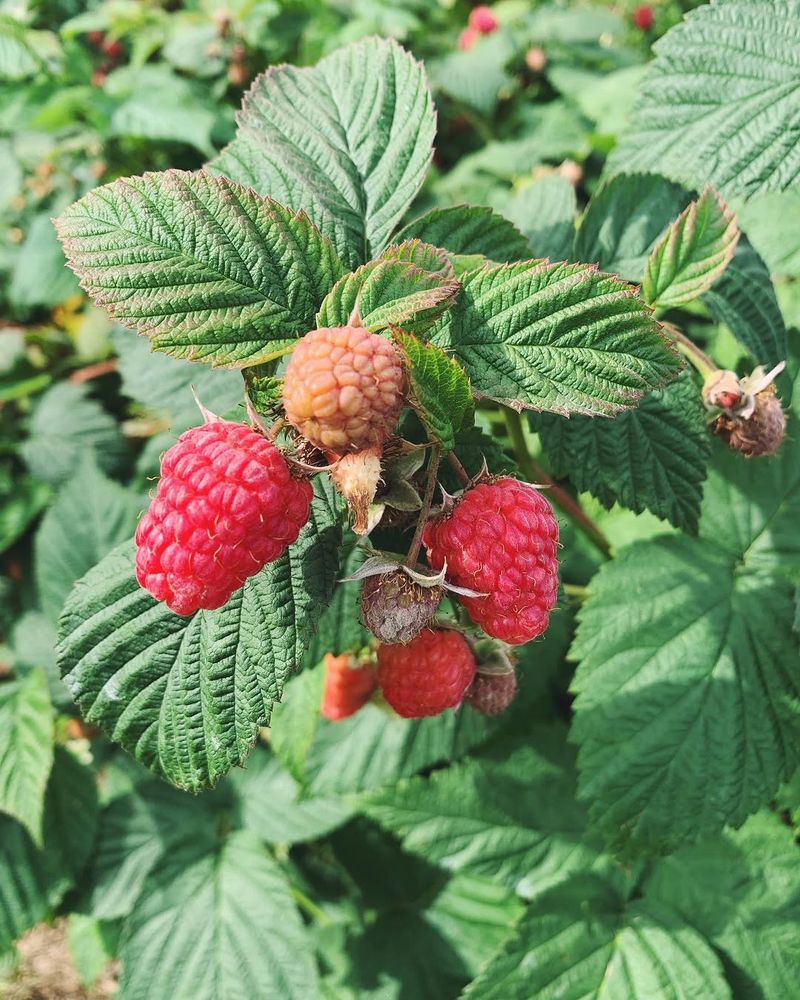 Raspberries Raspberries
