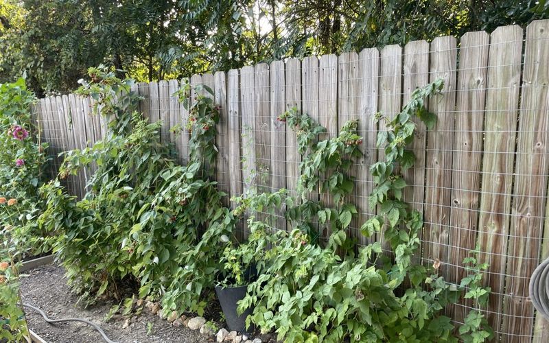 Raspberries Fill Fence Rows With Summer Fruit