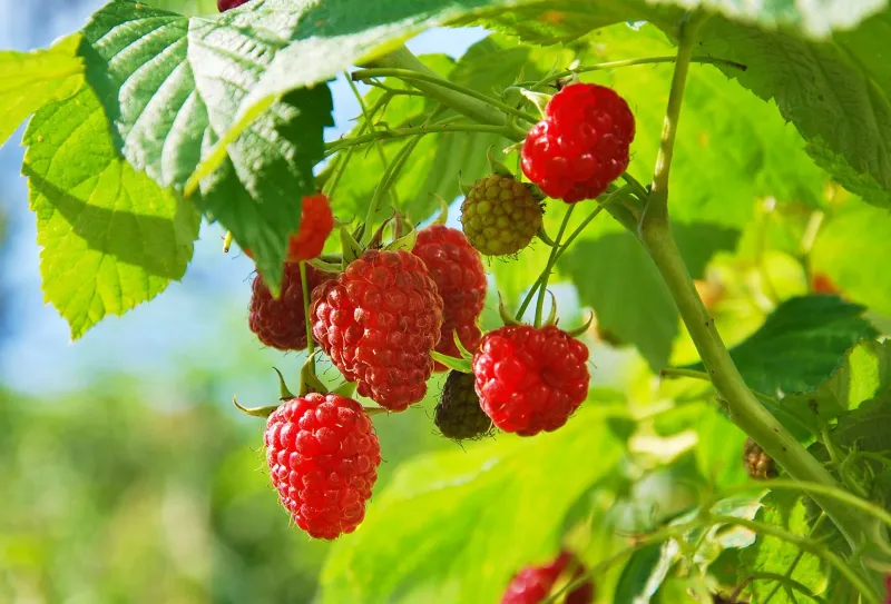 Raspberries (Rubus Idaeus)