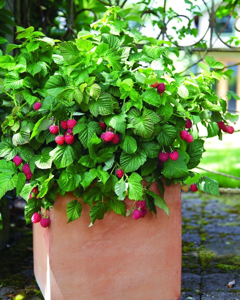 Raspberries