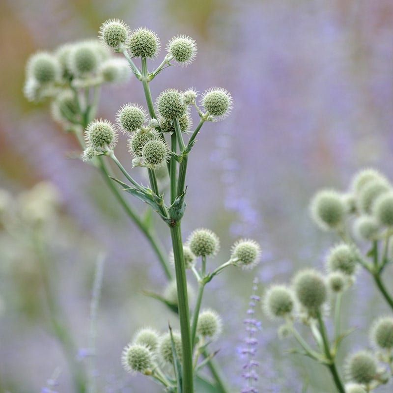 Rattlesnake Master Brings Bold Native Style