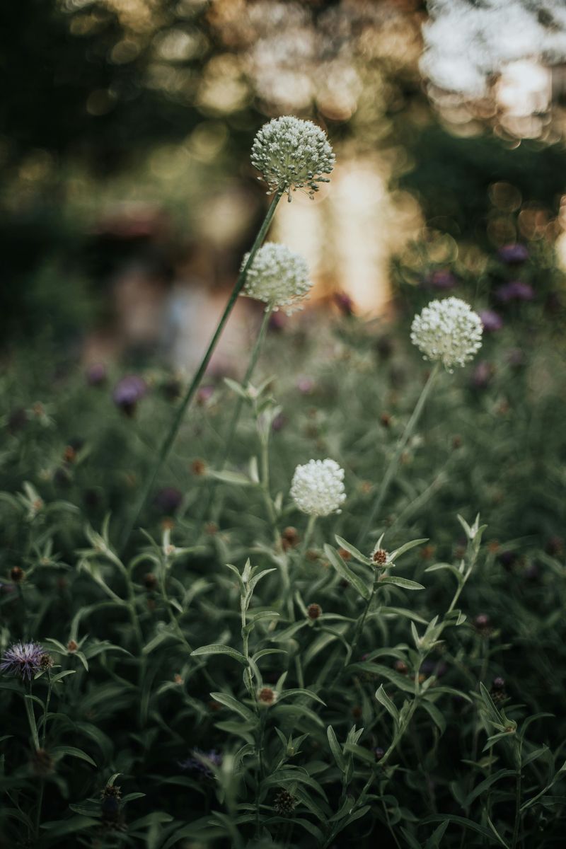 Rattlesnake Master Rattlesnake Master