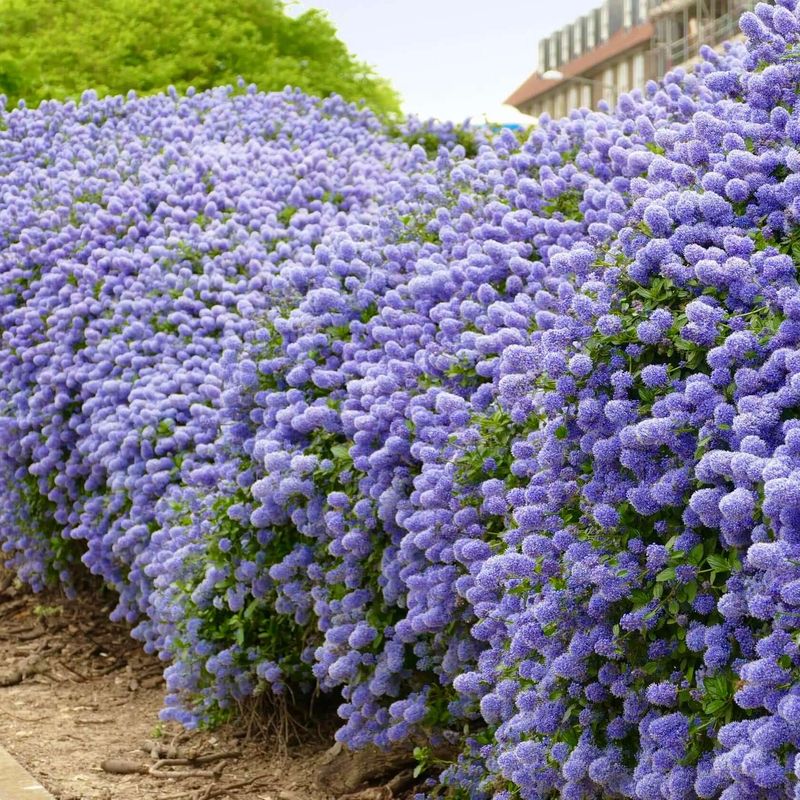 Ray Hartman Ceanothus Grows Fast And Screens Well