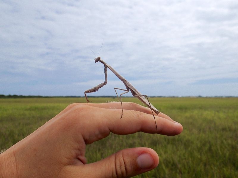 Read A Praying Mantis As A Sign Of Prey And Habitat