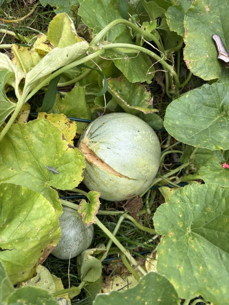 Read A Split Cantaloupe As A Timing And Watering Clue