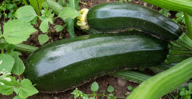 Zucchini (featured image)