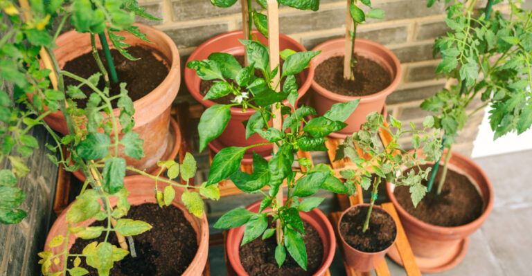 tomatoes in pots