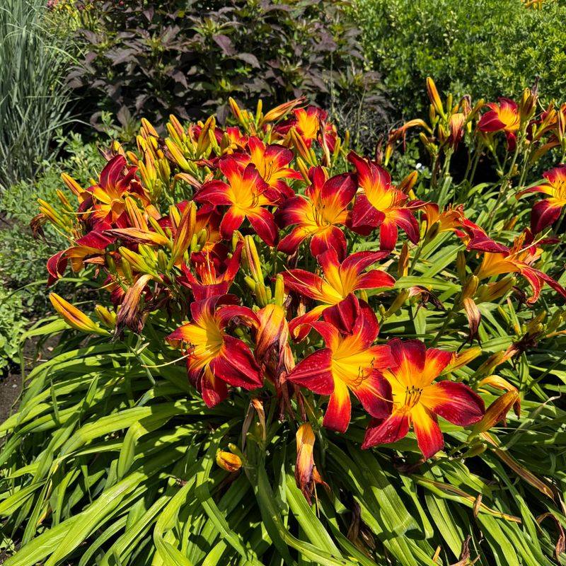 Reblooming Daylilies Keep Pushing Out Flowers Through Summer