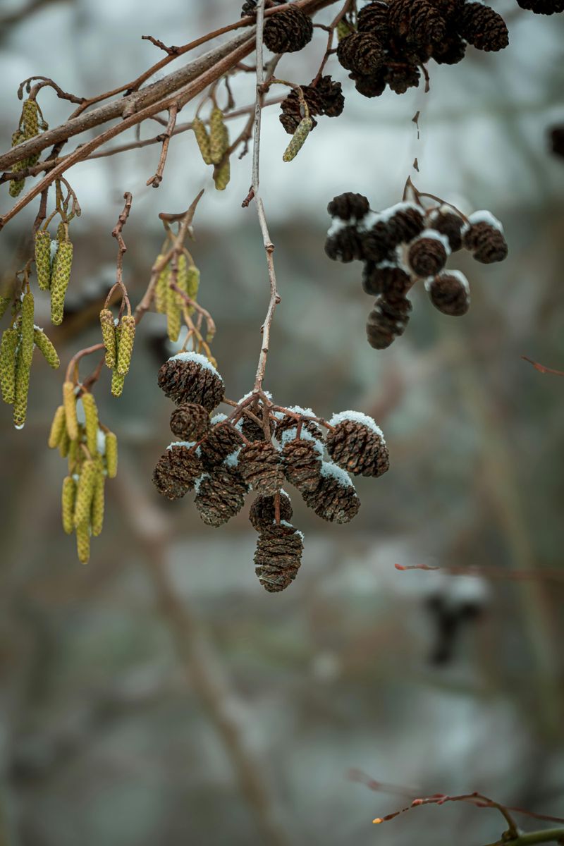 Red Alder