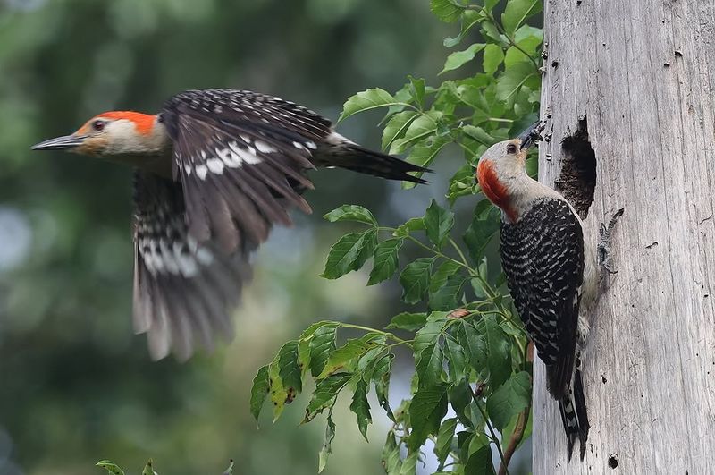 Red Bellied Woodpeckers Feed Chicks Throughout Spring