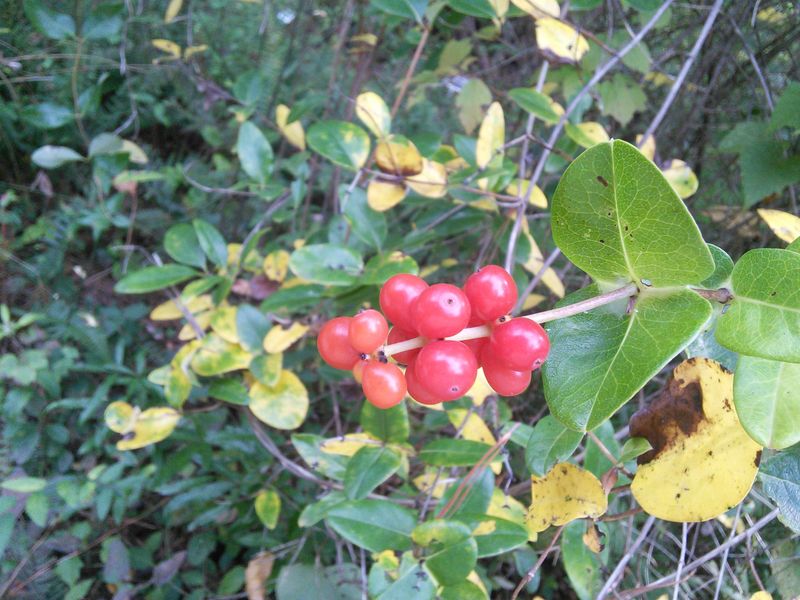 Red Berries Add Late-Season Value For Birds Red Berries Add Late-Season Value For Birds