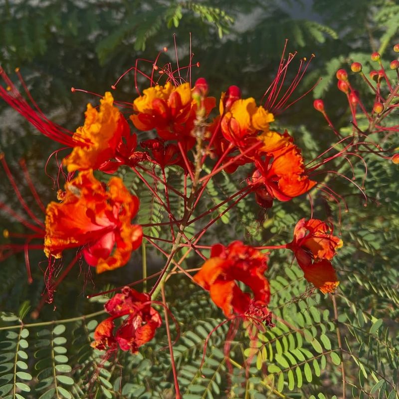 Red Bird Of Paradise Blooms Through Extreme Heat