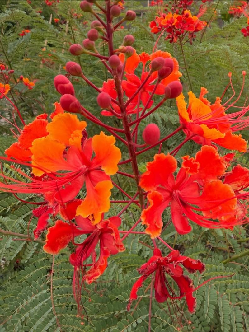 Red Bird Of Paradise Pushes Out Fresh Growth After Winter